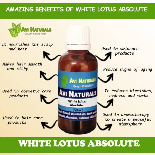 White lotus absolute