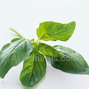 Basil Oil Suppliers