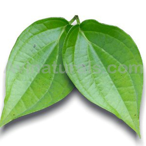 betel leaf oil Suppliers