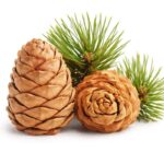 Buy atlas cedar oil