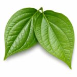Buy betal leaf essential oil