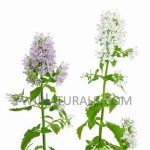 catnip oil Suppliers