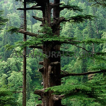 cedarwood himalayan hydrosol Suppliers