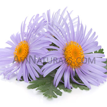 chamomile blue hydrosol Suppliers