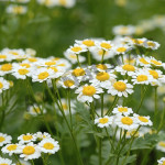Chamomile german hydrosol