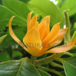 champa magnolia hydrosol Suppliers