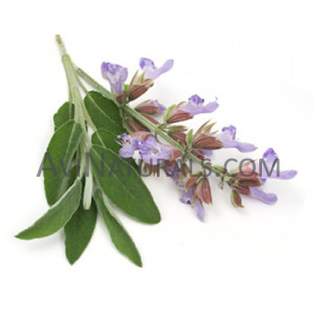 clary sage hydrosol Suppliers