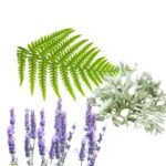 Fougere absolute plant