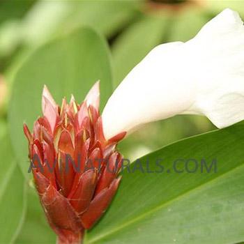 Ginger Lily Oil Wholesale Supplier And Manufacturer In India