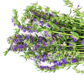 hyssop oil Suppliers