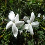 Jasmine gradiflorum hydrosol