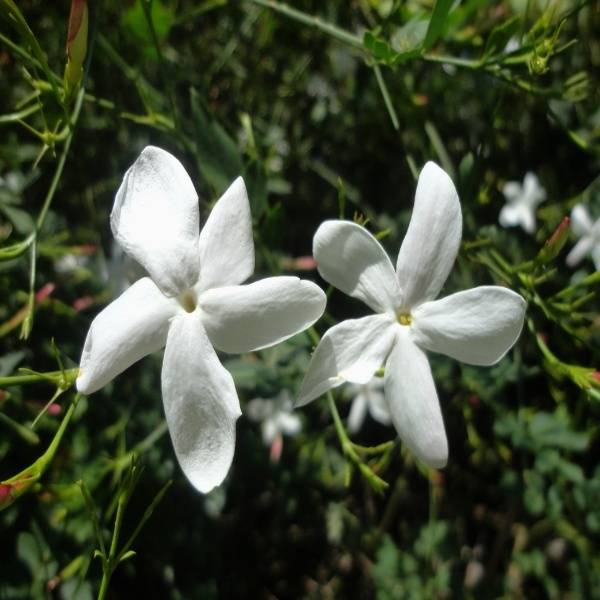 Jasmine gradiflorum hydrosol