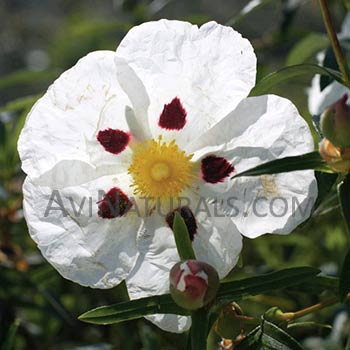 labdanum absolute Suppliers