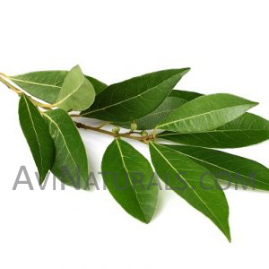 laurel leaf oil Suppliers