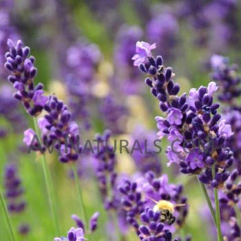 lavender hydrosol Suppliers