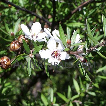 Pure Herbs Manuka 100% Pure & Natural Leptospermum Scoparium essential oil