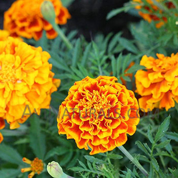 marigold hydrosol Suppliers