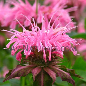 monarda oil Suppliers