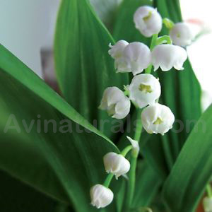 Muguet Oil Suppliers