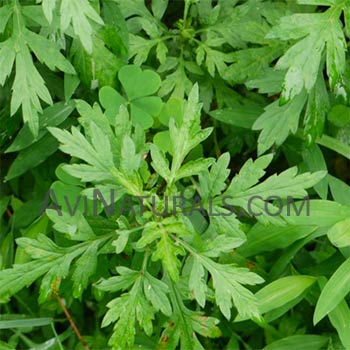 mugwort oil Suppliers