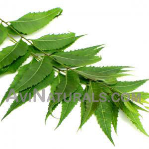 neem oil Suppliers