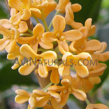 osmanthus absolute Suppliers
