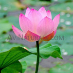 pink lotus absolute Suppliers