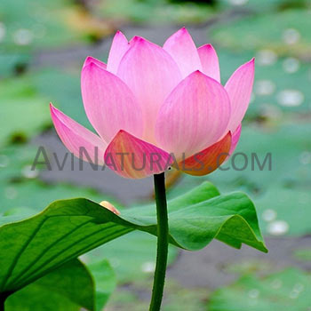 pink lotus absolute Suppliers