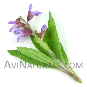sage india oil Suppliers