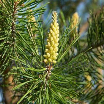 scotch pine oil Suppliers