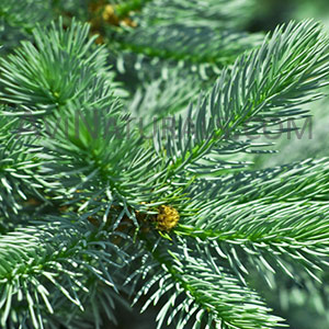 spruce oil Suppliers