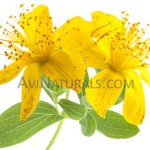 st john wort oil Suppliers