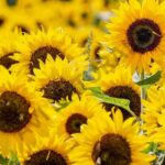 Sunflower oil