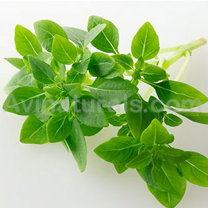 Sweet Basil Oil Suppliers