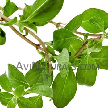 sweet marjoram oil Suppliers