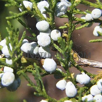 texas cedarwood oil Suppliers