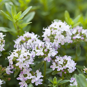 thyme white hydrosol Suppliers