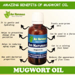 Uses and benefits of mugwort oil