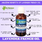 Uses benefits of lavender french oil