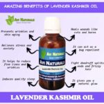 Uses benefits of lavender kashmir oil