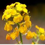 Wallflower flower oil