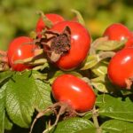 Rosehip Oil