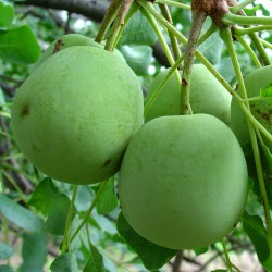 marula oil suppliers