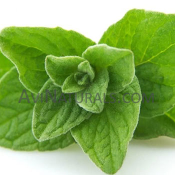 Oregano Essential Oil Suppliers