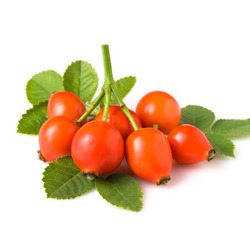rosehip oil suppliers