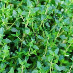 Thyme Hydrosol