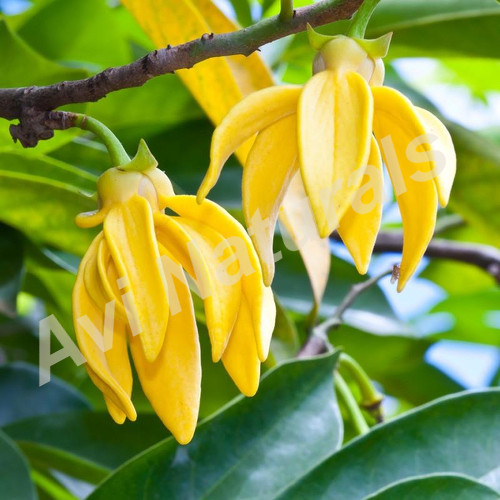 Ylang Ylang Oil