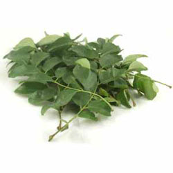 curry leaf essential oil Suppliers