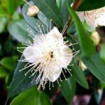 myrtle hydrosol Suppliers