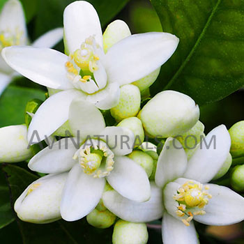 neroli hydrosol Suppliers